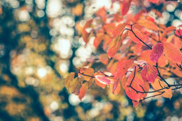 albero, natura, ramo, fiorire, pianta, luce del sole