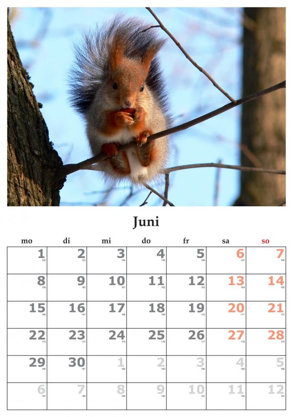 Juni 2015,Fauna,Kalender,Juni,Monat,Bürobedarf