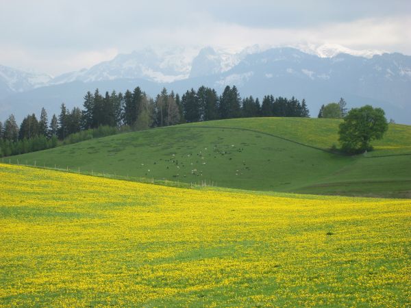 landscape, nature, grass, horizon, mountain, plant