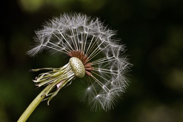 krajobraz, Natura, trawa, gałąź, roślina, na wolnym powietrzu