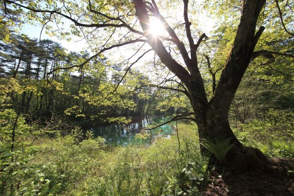 Baum, Natur, Wald, Sumpf, Wildnis, Ast