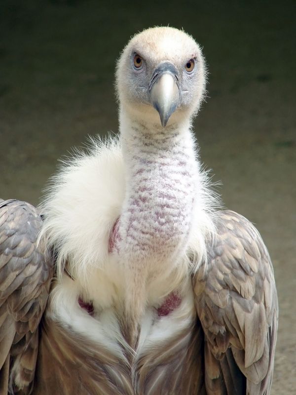 自然,鳥,翼,動物,海鳥,写真