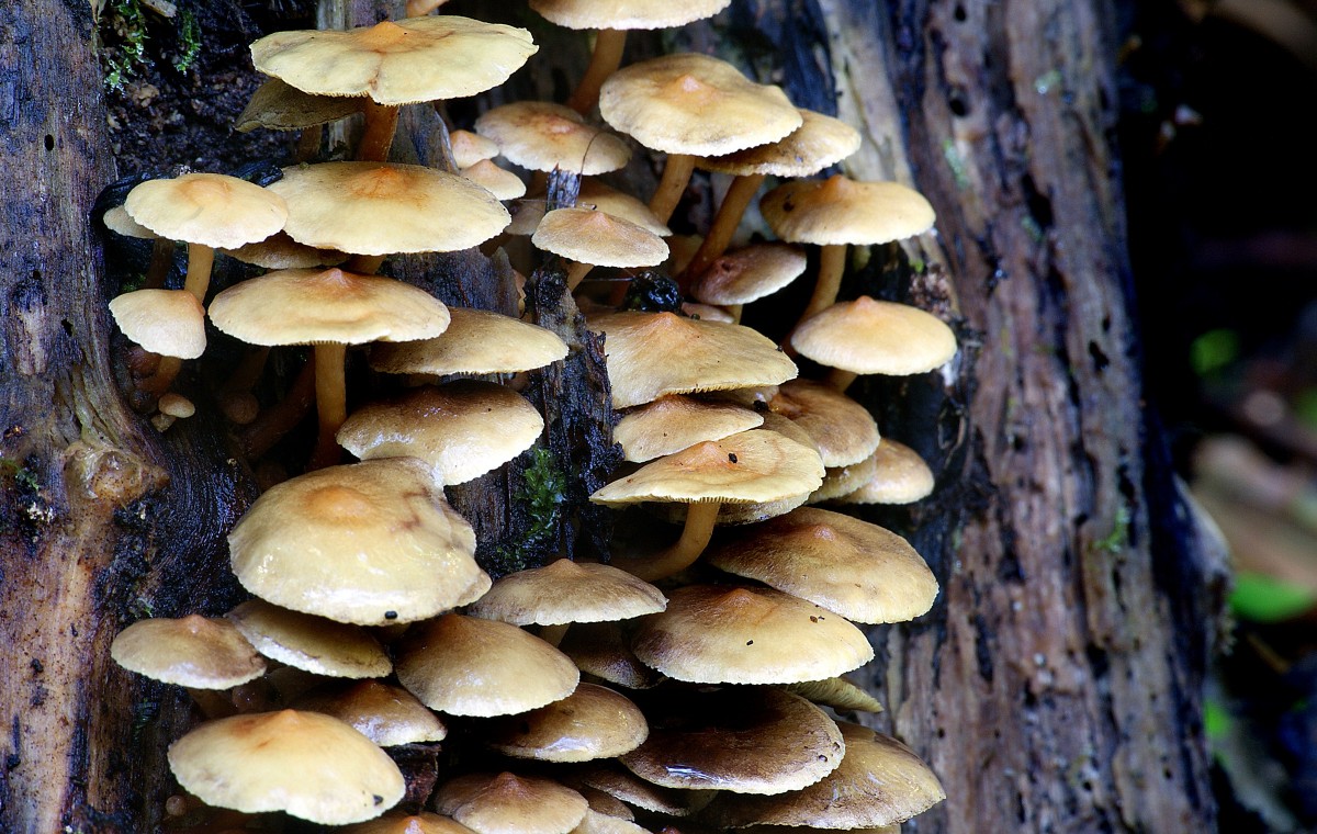 copac, natură, lemn, trompă, ciupercă, a închide, ciuperca, ciuperci, ciuperci, sonydslra300, bolete, hypholomafasciculare, fungigrowingonwood, Agaricus, Matsutake, stridii ciuperci, ciuperci comestibile, shiitake, ciuperci medicinale, agaricomycetes, Agaricaceae, ciuperci champignon, penny bun, Pleurotus eryngii, găină din lemn