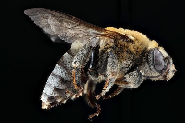 fotografering,natur,vinge,flyve,profil,dyreliv