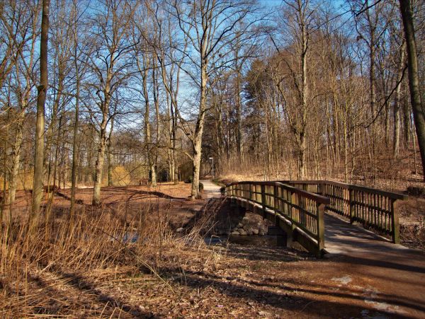 tree, water, forest, wood, trail, track