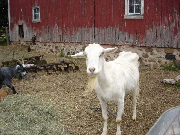 farm,animal,goat,pet,fur,young