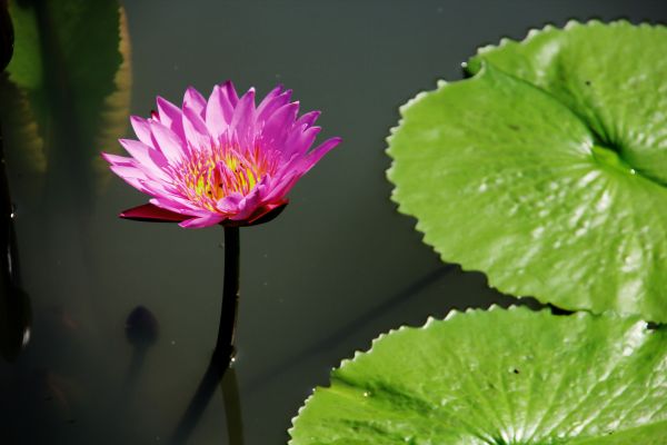 Natur,draussen,blühen,Pflanze,Fotografie,Wasser