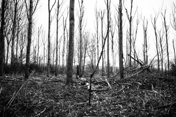 Baum,Wald,Sumpf,Ast,Schwarz und weiß,Pflanze