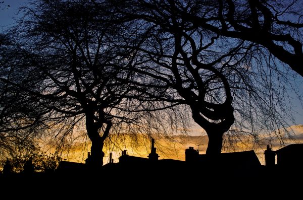 albero, natura, ramo, silhouette, inverno, leggero