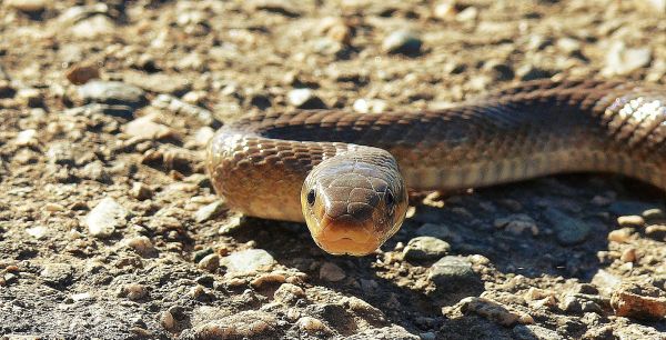 vadvilág, hüllő, fauna, kígyó, csörgőkígyó, gerinces