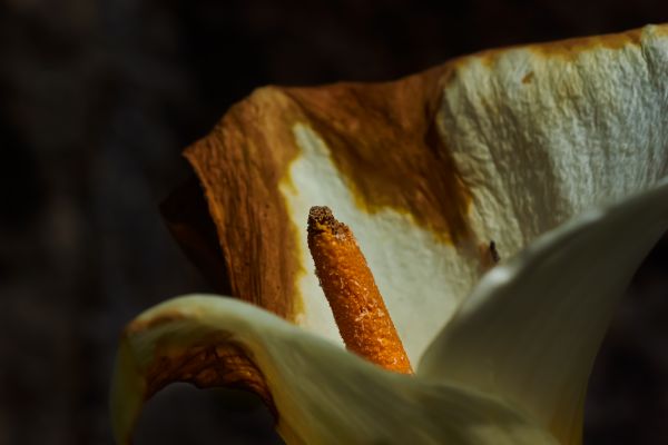 Natura, roślina, fotografia, drzewo, gałąź, drewno