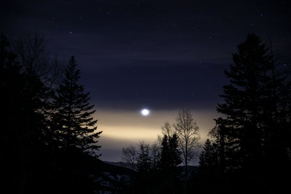 tree, light, sky, night, forest, silhouette