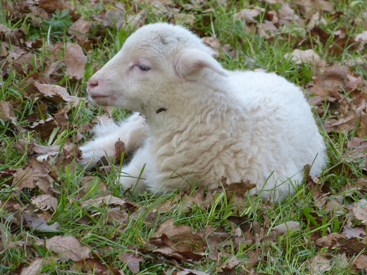 Natur, Gras, Wiese, süß, niedlich, Tierwelt, Weide, Weiden, Schaf, klein, Säugetier, Baby, Fauna, Lamm, Bergziege, Blätter, Ziegen, Tiere, Wirbeltier, Schafe, Babytier, nett, Tierwelt, freundlich, Schf, Tierkind, Kuhziege Familie