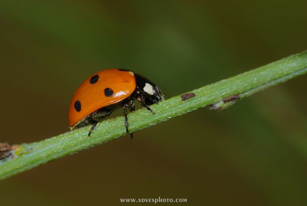 natuur,fotografie,insect,macro,fauna,lieveheersbeestje