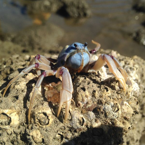 Vahşi hayat, Gıda, Biyoloji, Deniz ürünleri, fauna, Yengeç