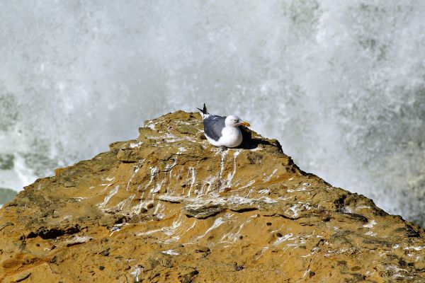 воды,природа,камень,снег,зима,птица