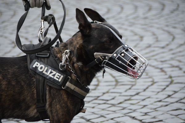 Hund,Säugetier,Polizei,Pferd,Hengst,Zaum