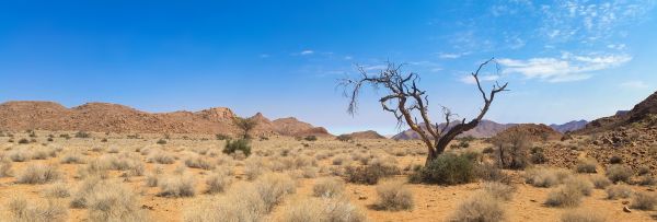 paisaje, desierto, pradera, árido, césped, montaña