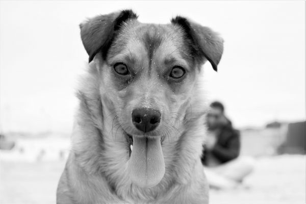 black and white, white, puppy, dog, mammal, black