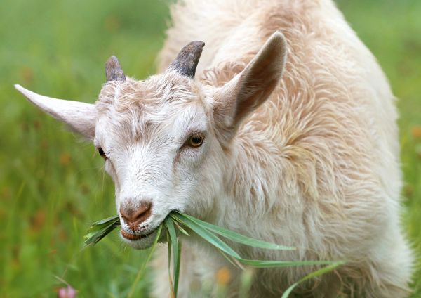 farm,wildlife,goat,grass,meadow,village