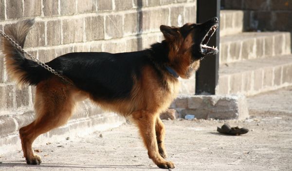 犬, ペット, 哺乳類, ジャーマンシェパード, 脊椎動物, 立っている