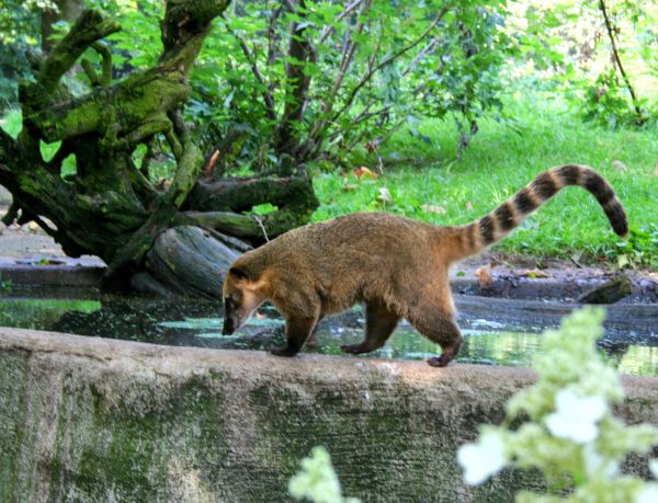 animale sălbatice,grădină zoologică,junglă,natură,animal,blană