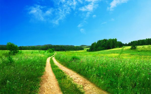 paisaje,césped,horizonte,cielo,campo,granja