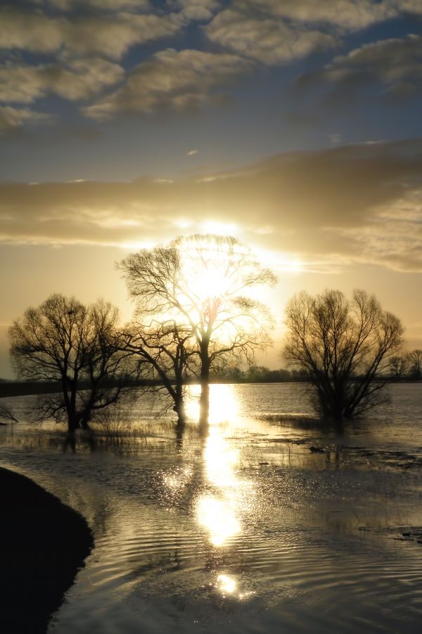 пейзаж, дерево, воды, природа, море, горизонт