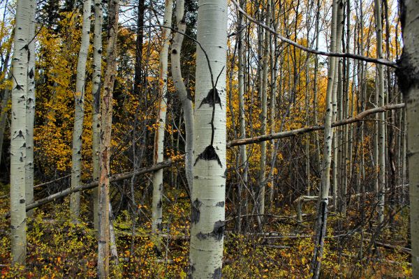 träd, skog, trä, gren, växt, solljus