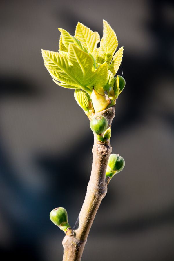 albero, natura, ramo, fiorire, pianta, fotografia