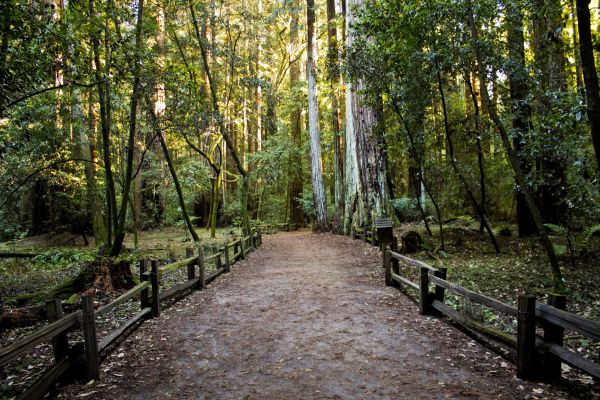 natuur,pad,boom,Bos,weg,wildernis