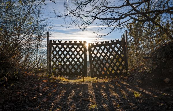 boom,landschap,natuur,Bos,licht,hek