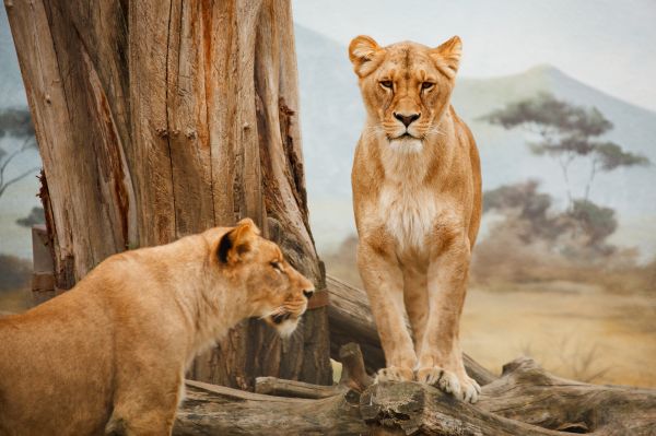 animal,animais selvagens,selvagem,jardim zoológico,fêmea,Em pé