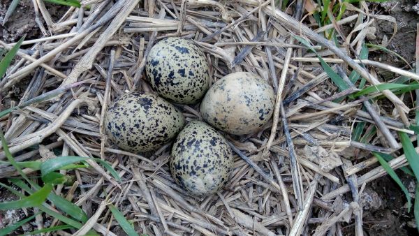 alam,cabang,burung,margasatwa,fauna,telur