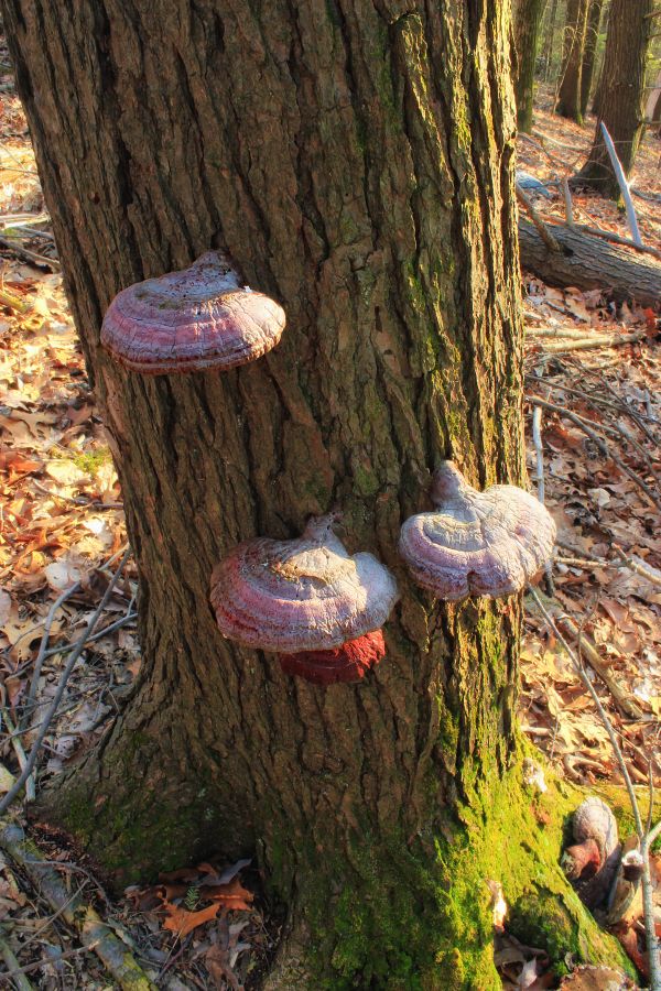 Baum, Natur, Wald, Wandern, Blatt, Wildnis