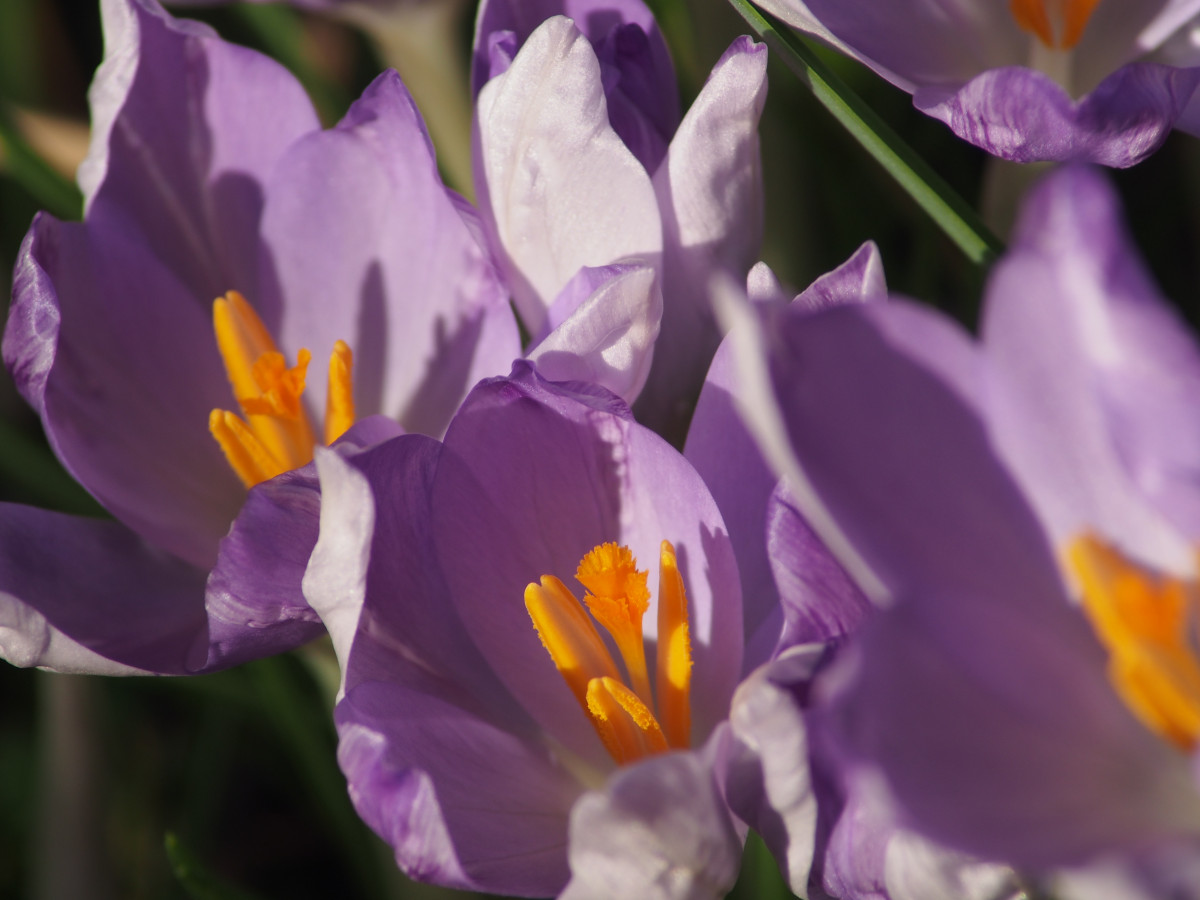 blomma, ljus, växt, blomma, kronblad, makro, blomning, flora, vild blomma, blommor, solig, skuggor, fokus, öga, krokus, skärpedjup, croci, krokusar, makrofotografering, blommande växt, mark växt, iris familjen