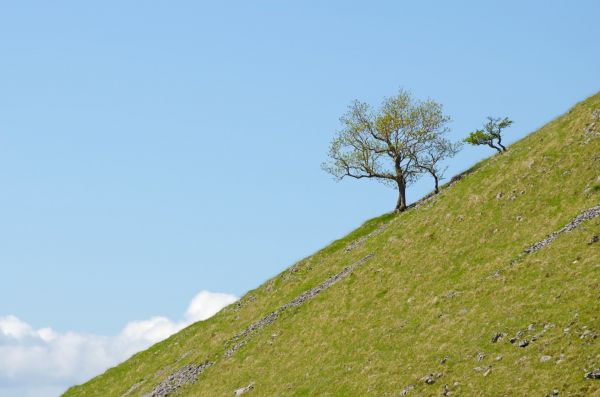 Baum, Natur, Gras, Wolke, Ast, Berg