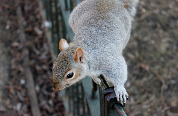 natura,mammifero,scoiattolo,parco,roditore,fauna