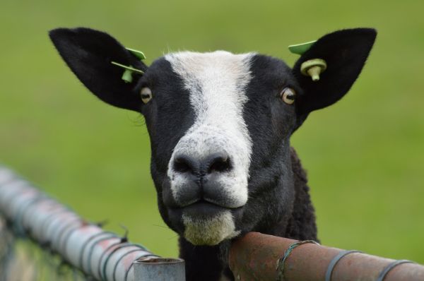 fű, mező, Farm, rét, vidéki táj, állat