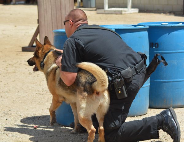 köpek,memeli,polis köpeği,Köpek yürüyüşü,hayvan barınağı,Sokak köpeği