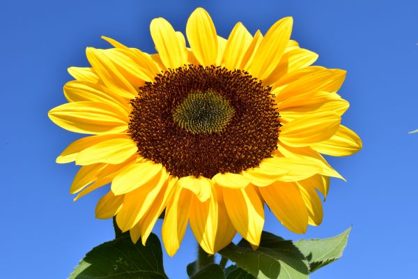 natureza,Flor,plantar,céu,campo,flor