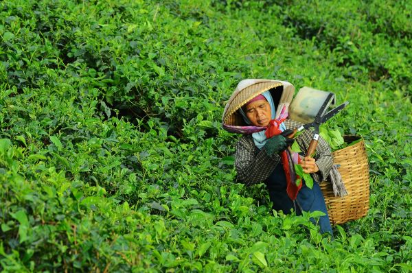 người,đang làm việc,rừng,cỏ,đàn bà,cánh đồng