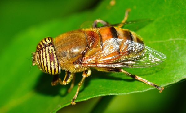 doğa,fotoğrafçılık,çiçek,uçmak,böcek,fauna