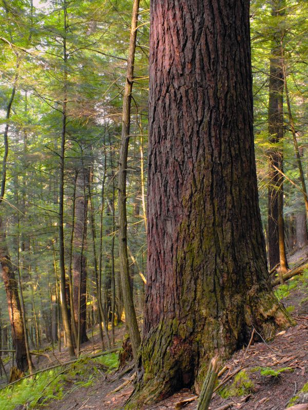 árbol, naturaleza, bosque, desierto, rama, planta