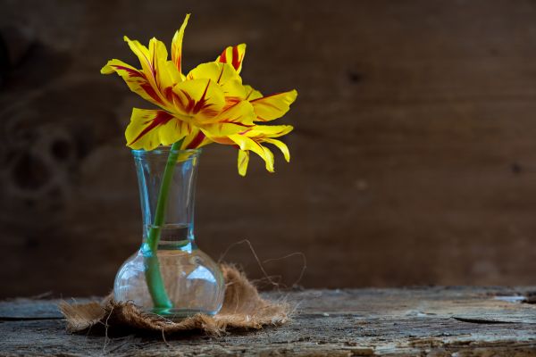 blühen, Pflanze, Blatt, Blume, blühen, Glas