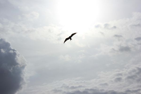 natur,fugl,vinge,Sky,himmel,silhuet