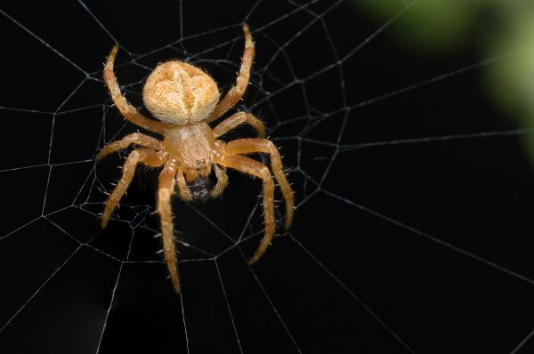 nature, spiderweb, wildlife, wild, web, outdoor