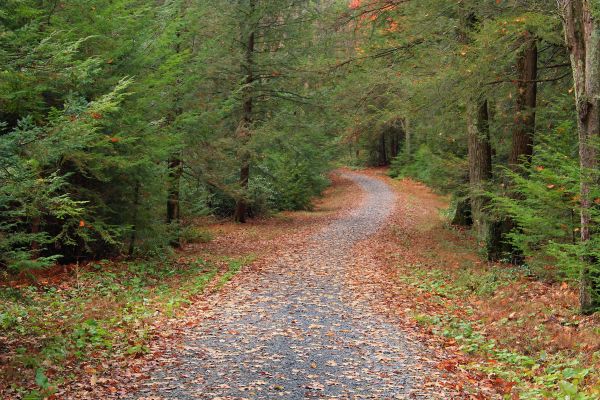 arbre,forêt,région sauvage,route,Piste,feuille