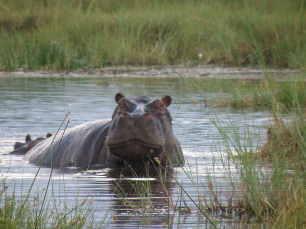 animais selvagens, selvagem, África, mamífero, fauna, Pantanal