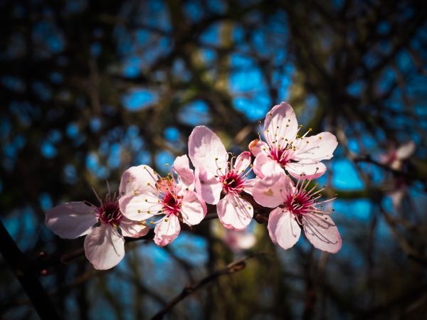 boom,natuur,tak,bloesem,fabriek,wit